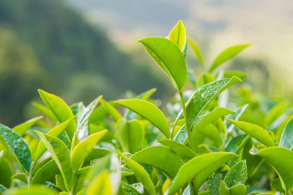 Kaliteli Yaprak & Üretim